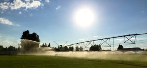Industrial sprinkler watering a field of sod.