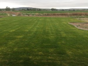 A sod lawn.
