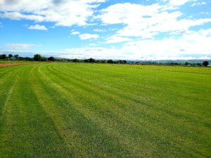A grassy field.