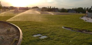 A sod lawn being watered at sunset.