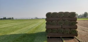 A pallet of sod in a grassy field.