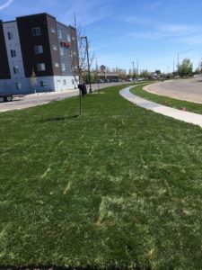 A sod lawn between the road and a parking lot.