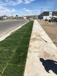 A sod lawn in the process of being laid. The right side shows a section of sod lawn between the road and a sidewalk. The sod on the other side of the sidewalk has not been laid yet.