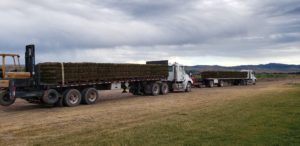 Two flatbed semi trucks loaded with pallets of sod.