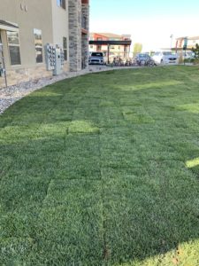 A new sod lawn in front of a parking lot. There is a building on the left side.