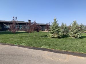 A house with a sod lawn. There are several trees planted in the lawn.