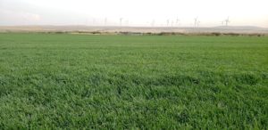 A field of sod ready for harvesting.