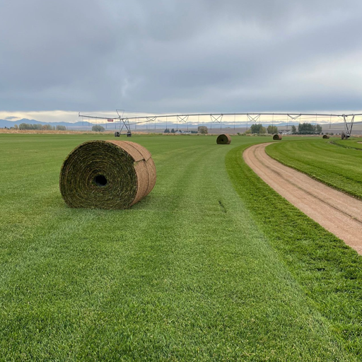 A grassy field with huge rolls of sod that have been recently harvested and waiting for a customer to order.